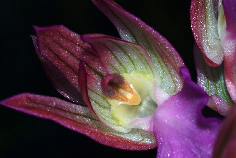 Orchis papilionacea